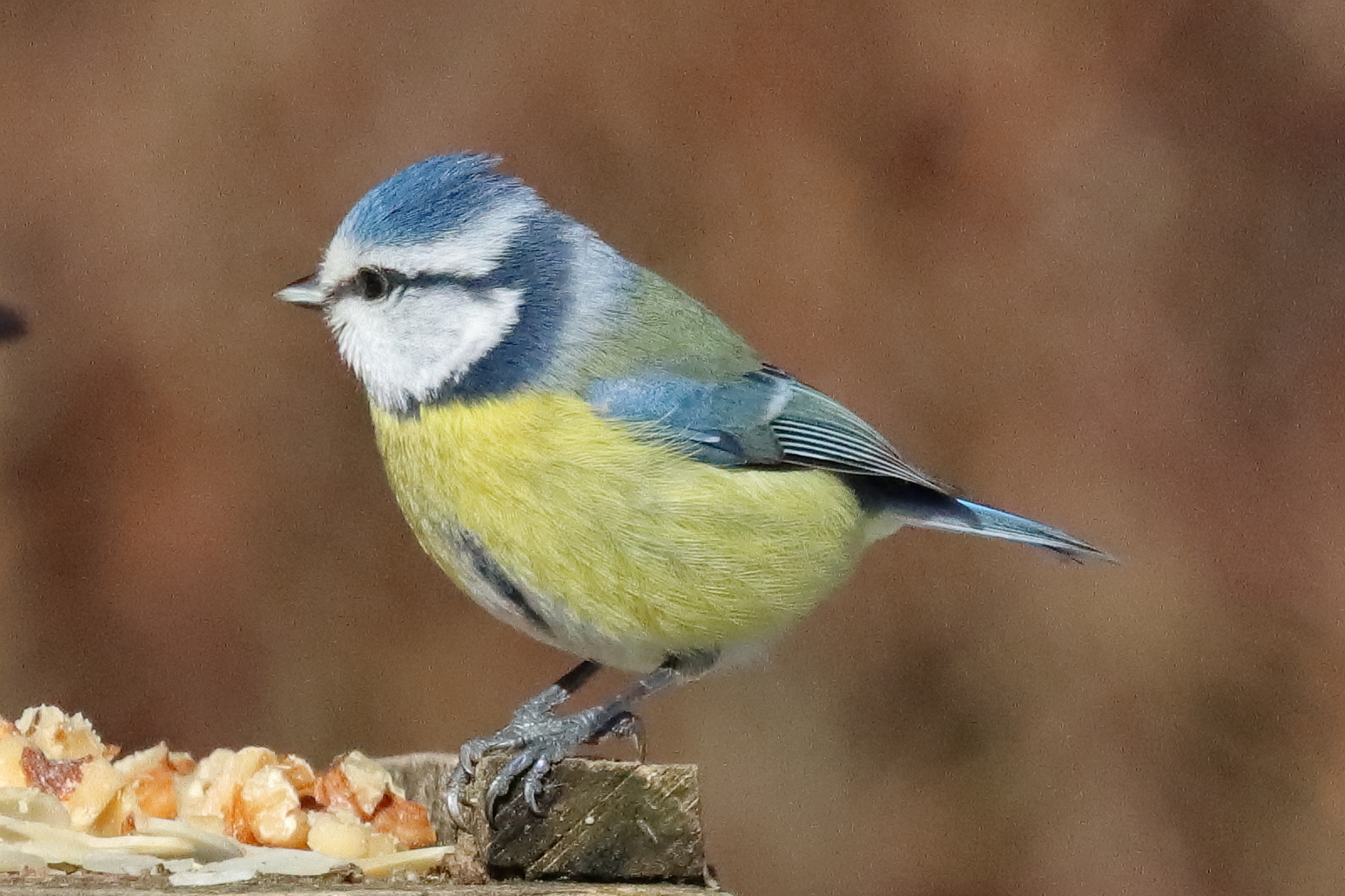 Blaumeise am Futterhaus