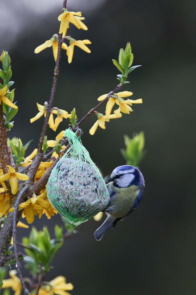 Blaumeise am futtern