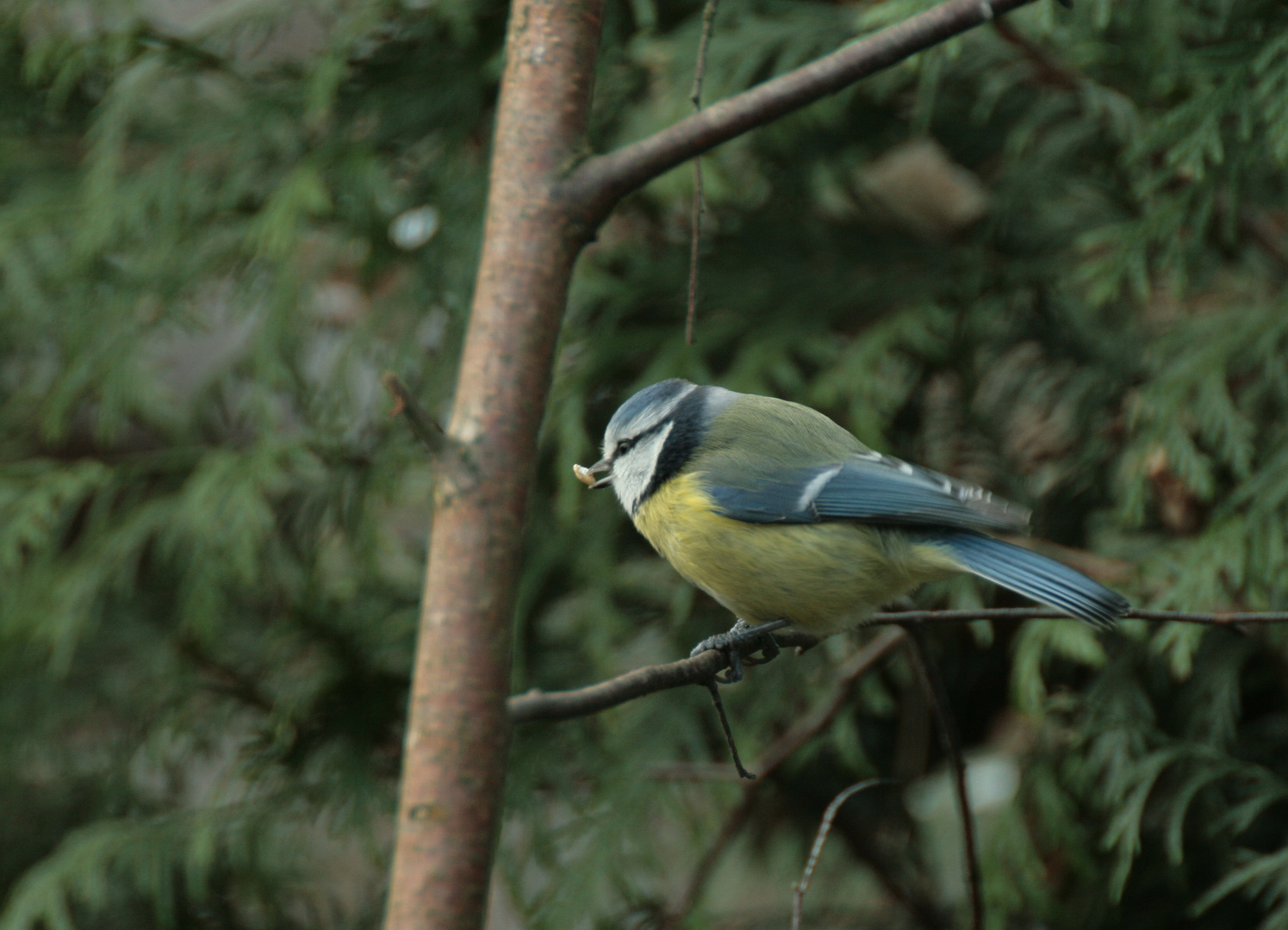 Blaumeise am Futterplatz.