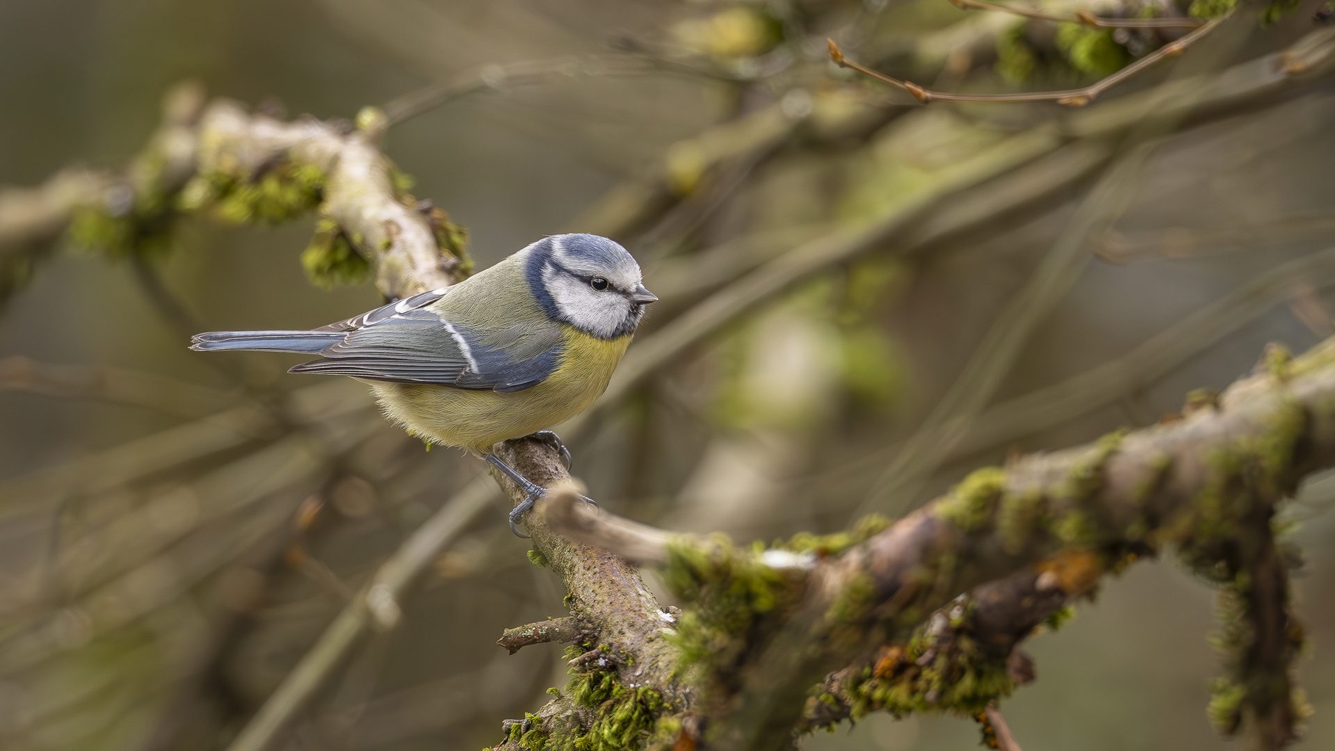 Blaumeise am Futterplatz