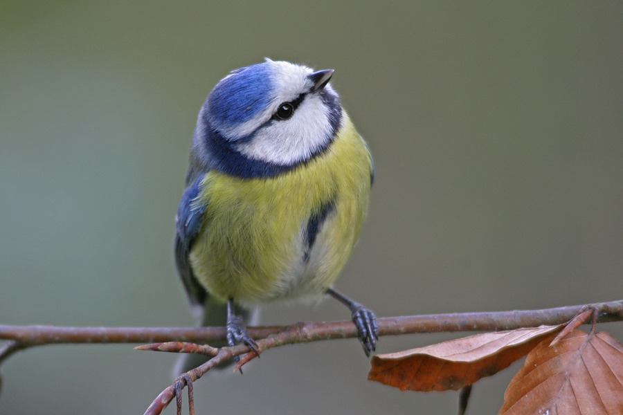 Blaumeise am Futterplatz