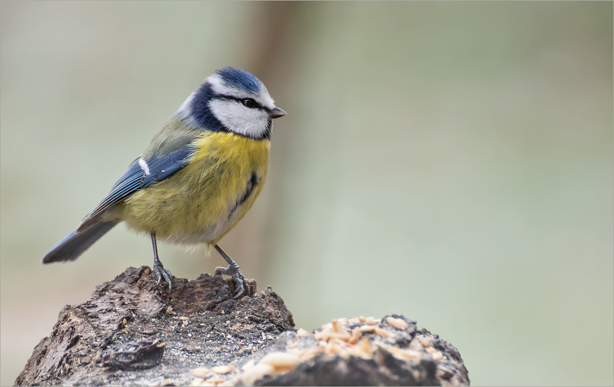 Blaumeise am Futterplatz