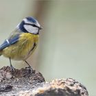 Blaumeise am Futterplatz