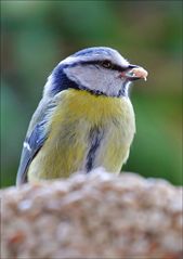 Blaumeise am Futterplatz