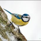 Blaumeise am Futterplatz