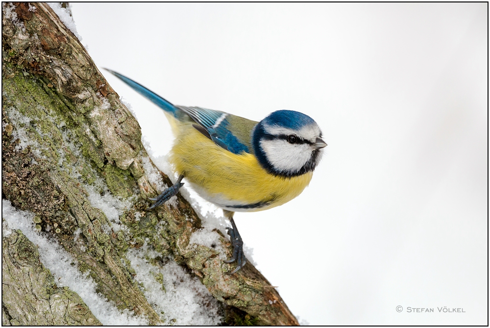 Blaumeise am Futterplatz