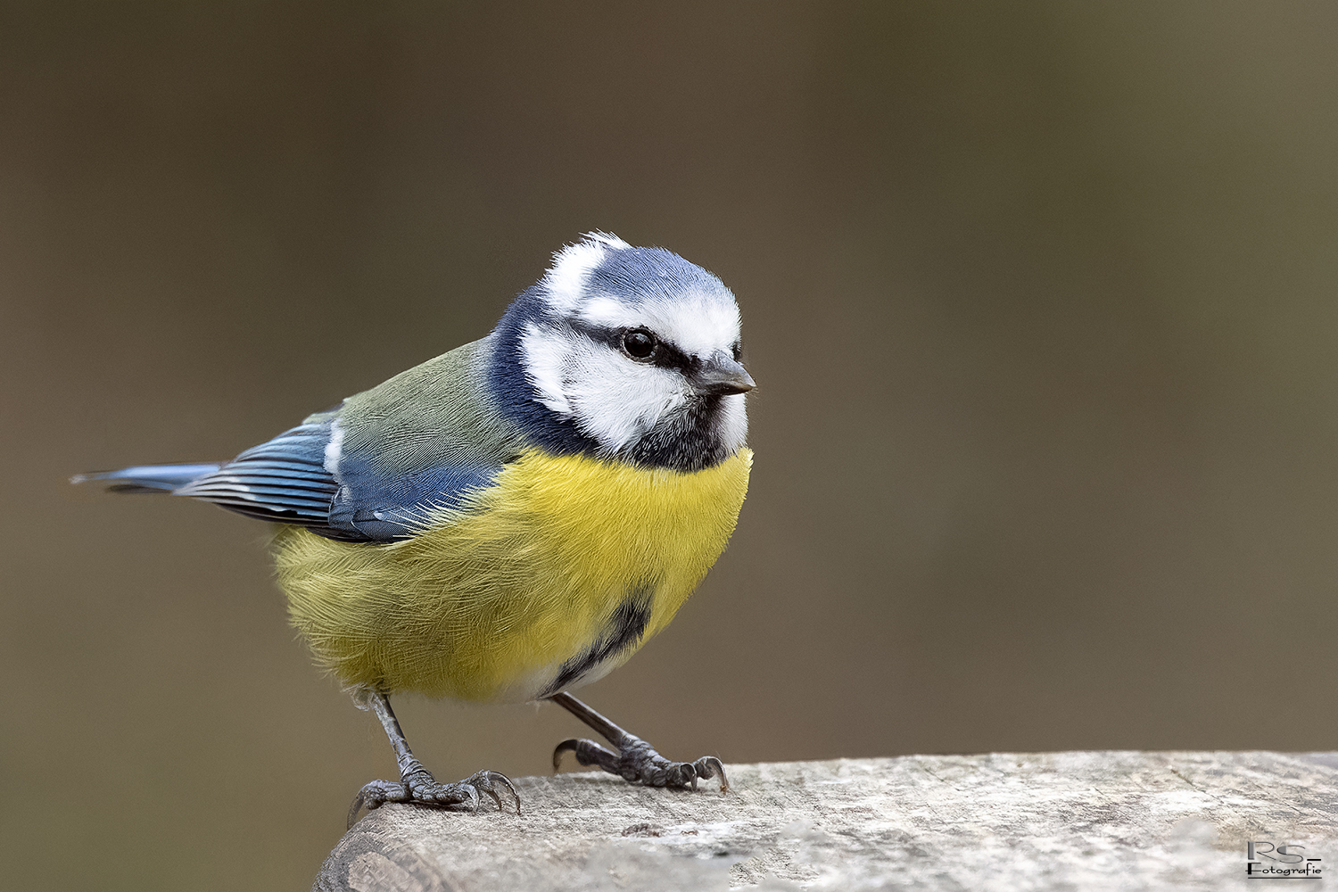 Blaumeise am Futterplatz