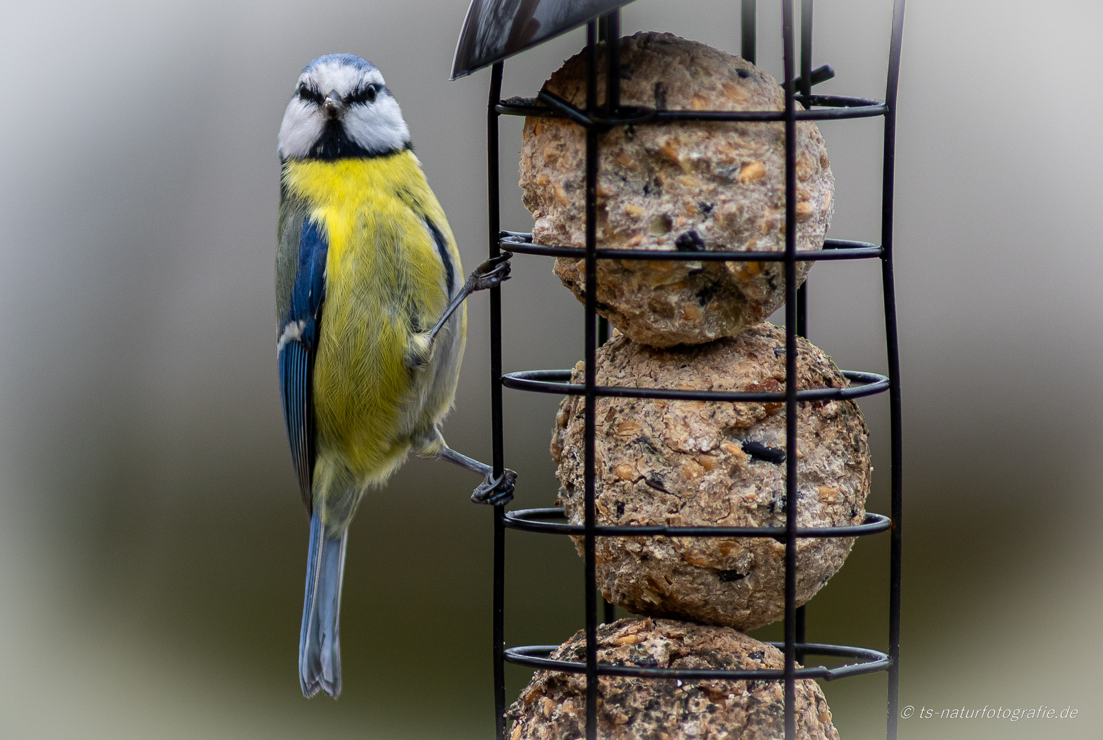 Blaumeise am Futterspender