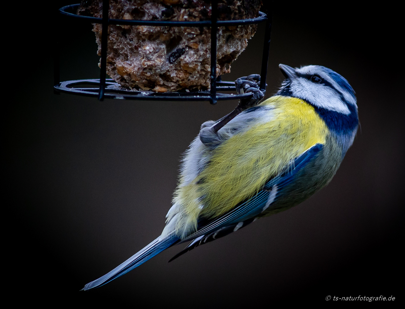 Blaumeise am Futterspender