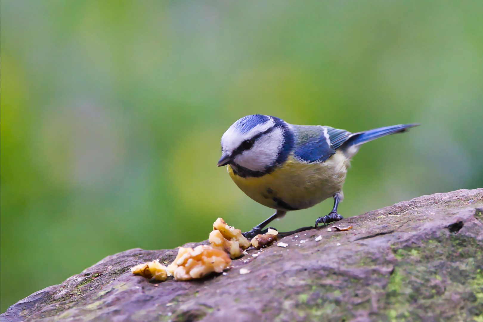 Blaumeise am Futtterplatz