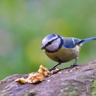 Blaumeise am Futtterplatz