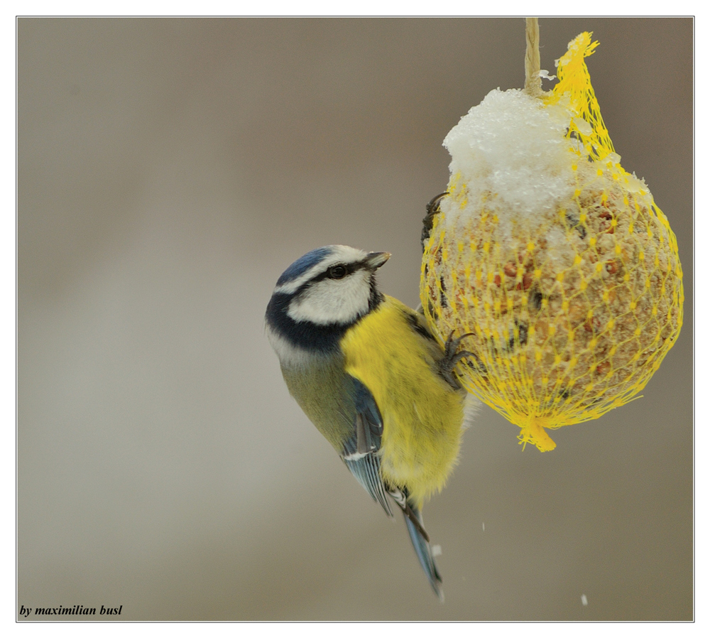 Blaumeise am Knödel