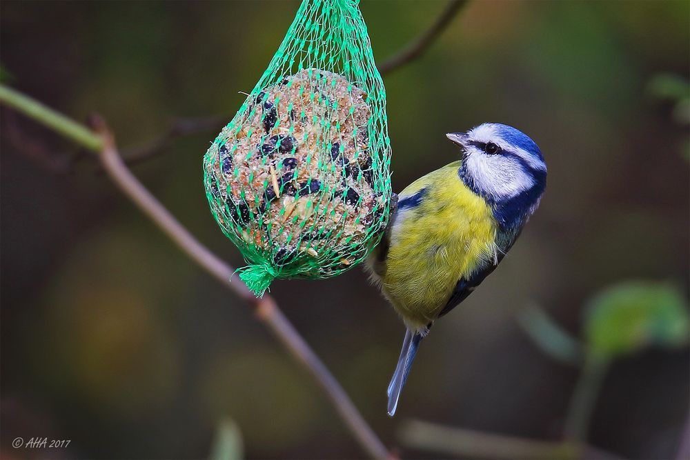 Blaumeise am Knödel