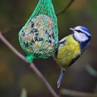 Blaumeise am Knödel