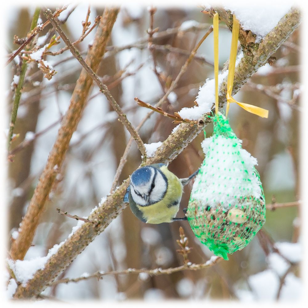 Blaumeise am Knödel bei Schnee