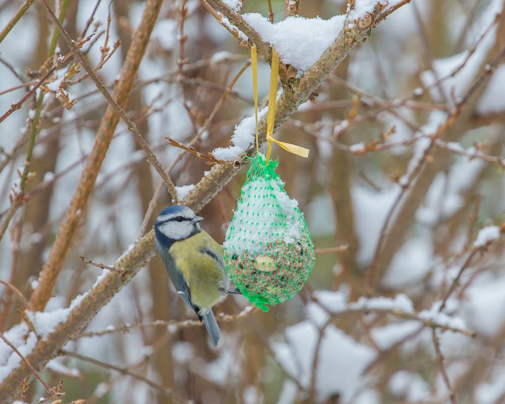 Blaumeise am Knödel bei Schnee I