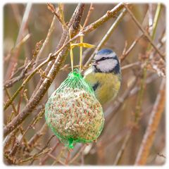 Blaumeise am Knödel III