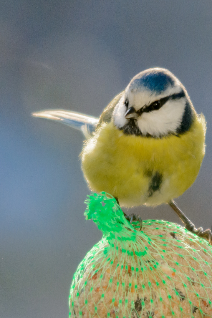 Blaumeise am Maisknödel