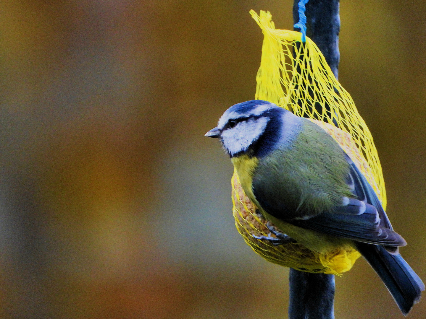 Blaumeise am Meisenknödel (2)