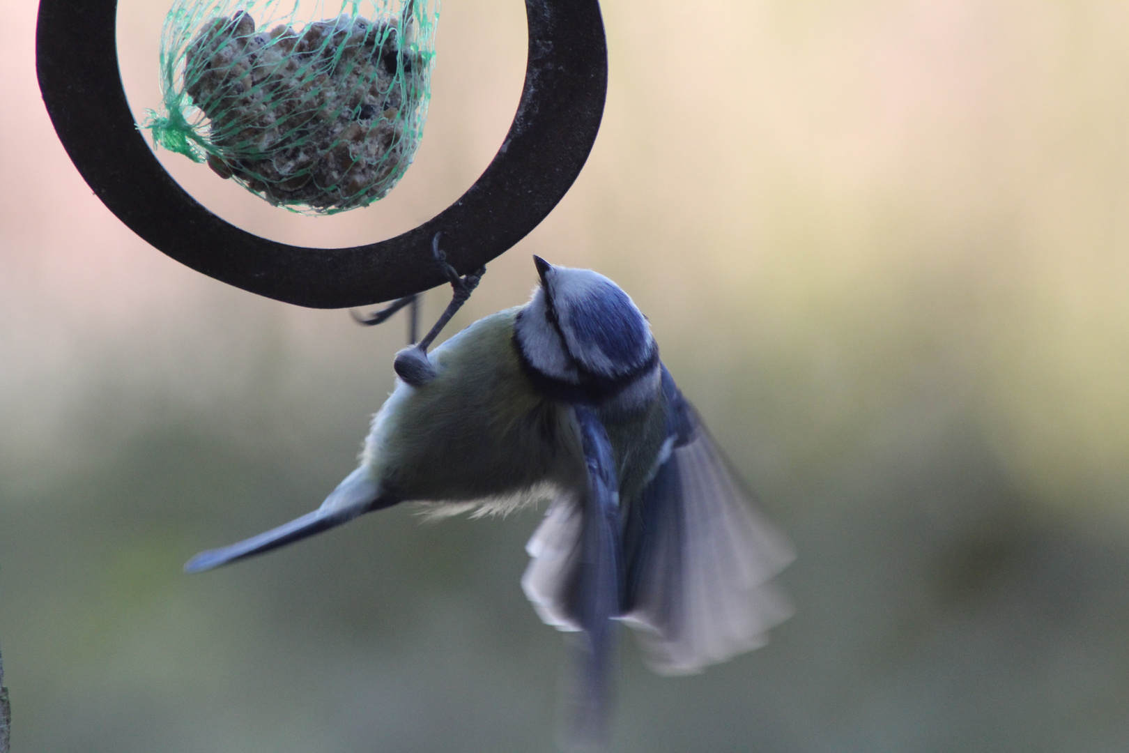 Blaumeise am Meisenknödel