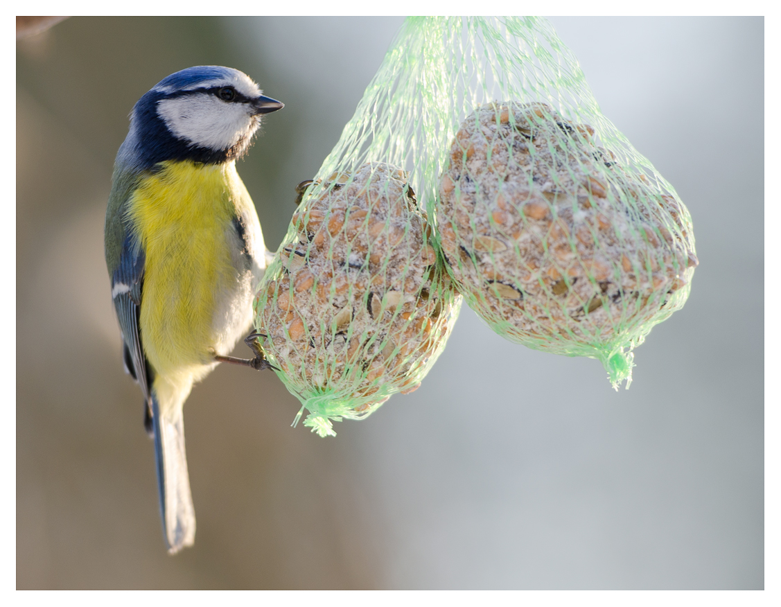 Blaumeise am Meisenknödel