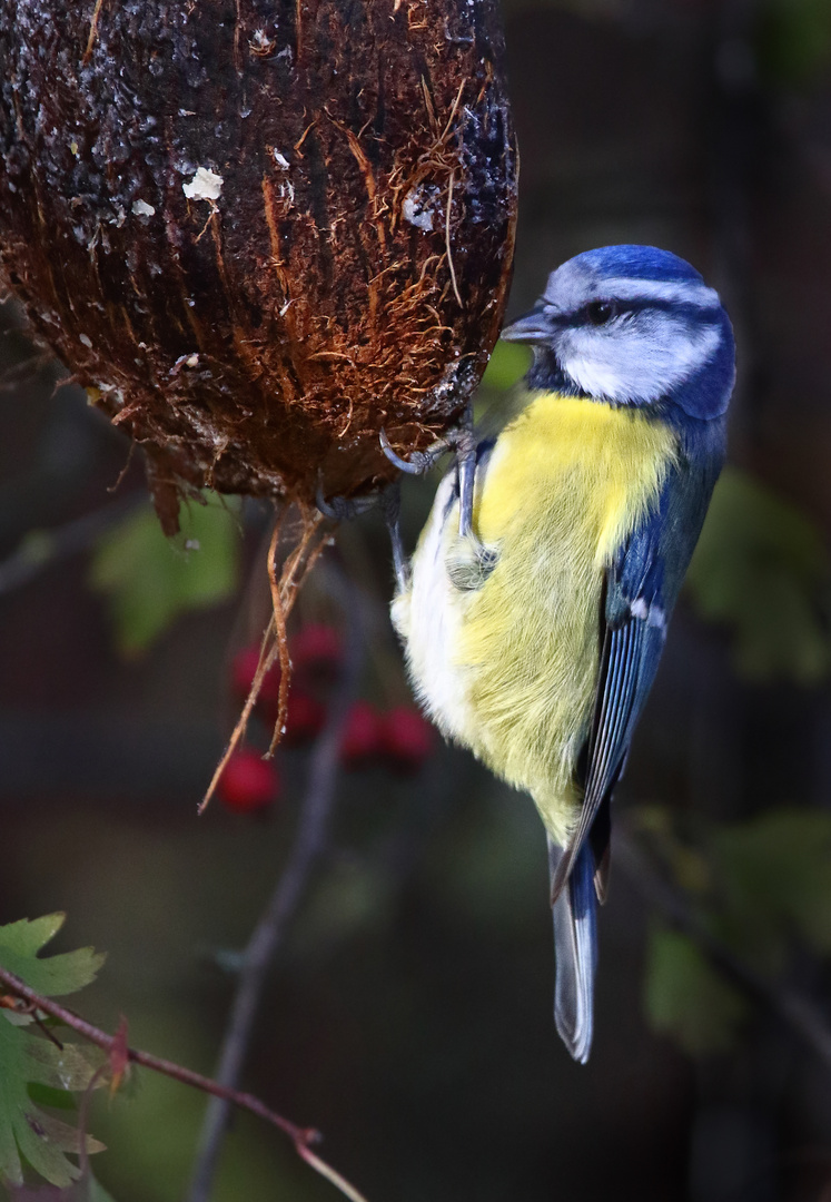 "Blaumeise am Naschen"