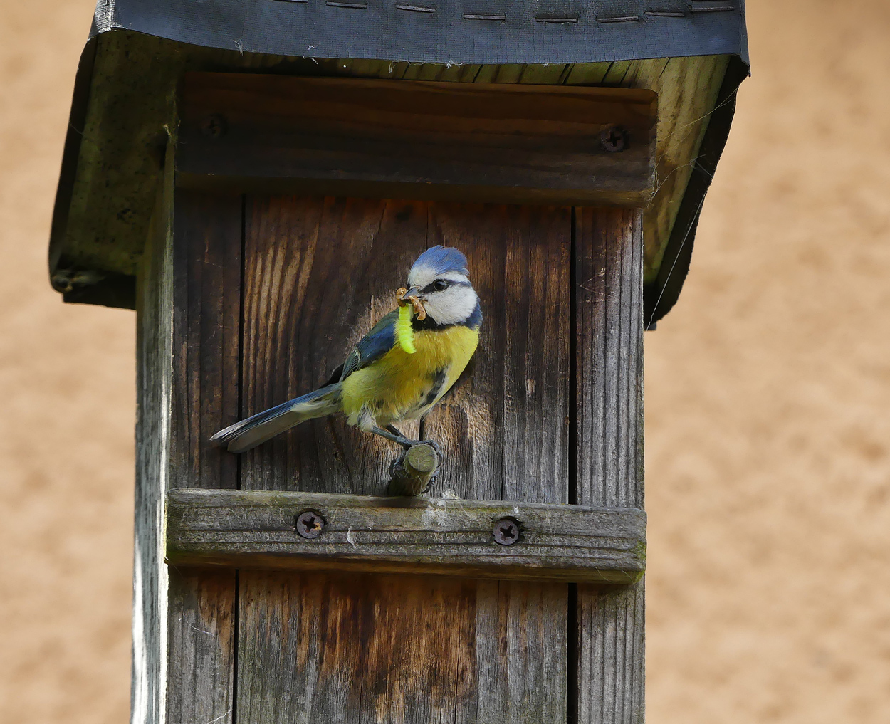 Blaumeise am Nistkasten