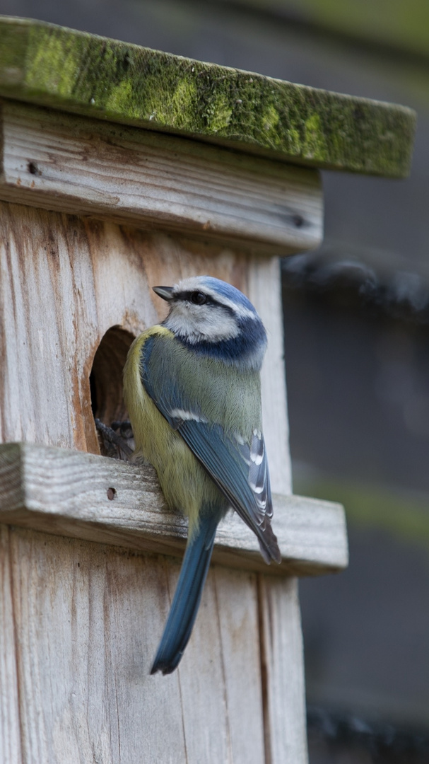 Blaumeise am Nistkasten