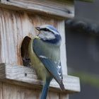 Blaumeise am Nistkasten