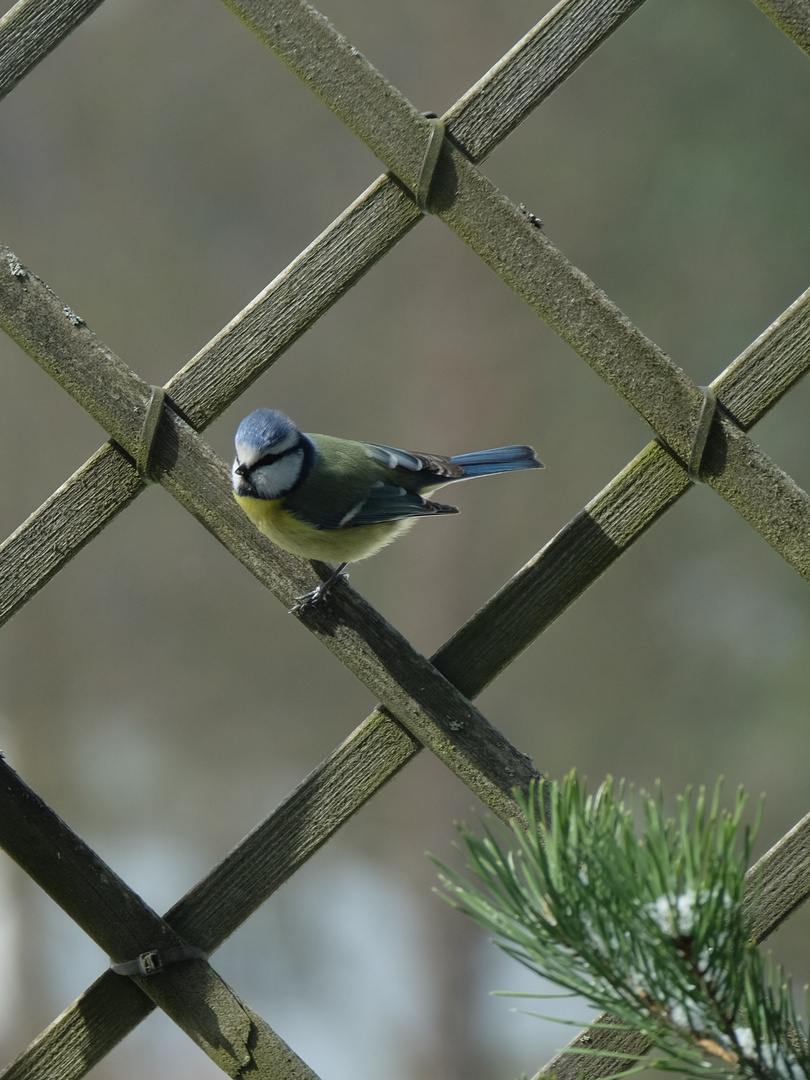 Blaumeise am Pflanzengitter