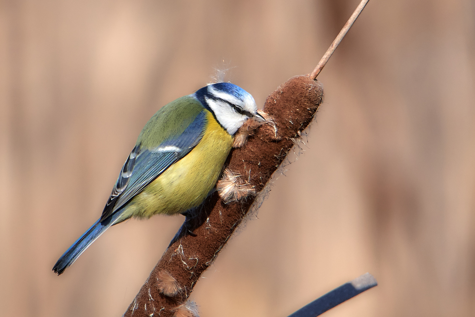 Blaumeise am Schilfkolben 