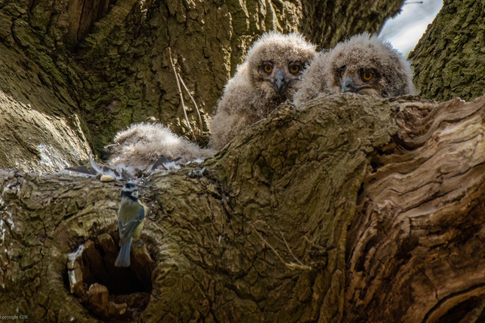 Blaumeise am Uhu-Nest