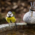 Blaumeise am Vogelbad im Garten