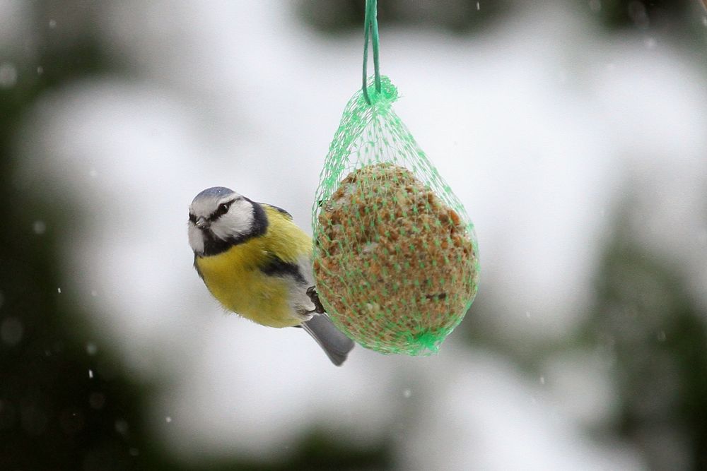 Blaumeise am Vogelhäuschen