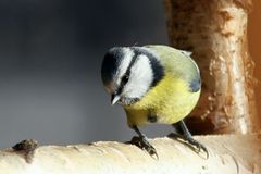 Blaumeise am Vogelhäuschen II