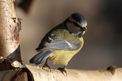 Blaumeise am Vogelhäuschen IV