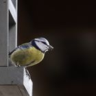 Blaumeise am Vogelhaus