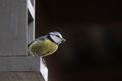 Blaumeise am Vogelhaus