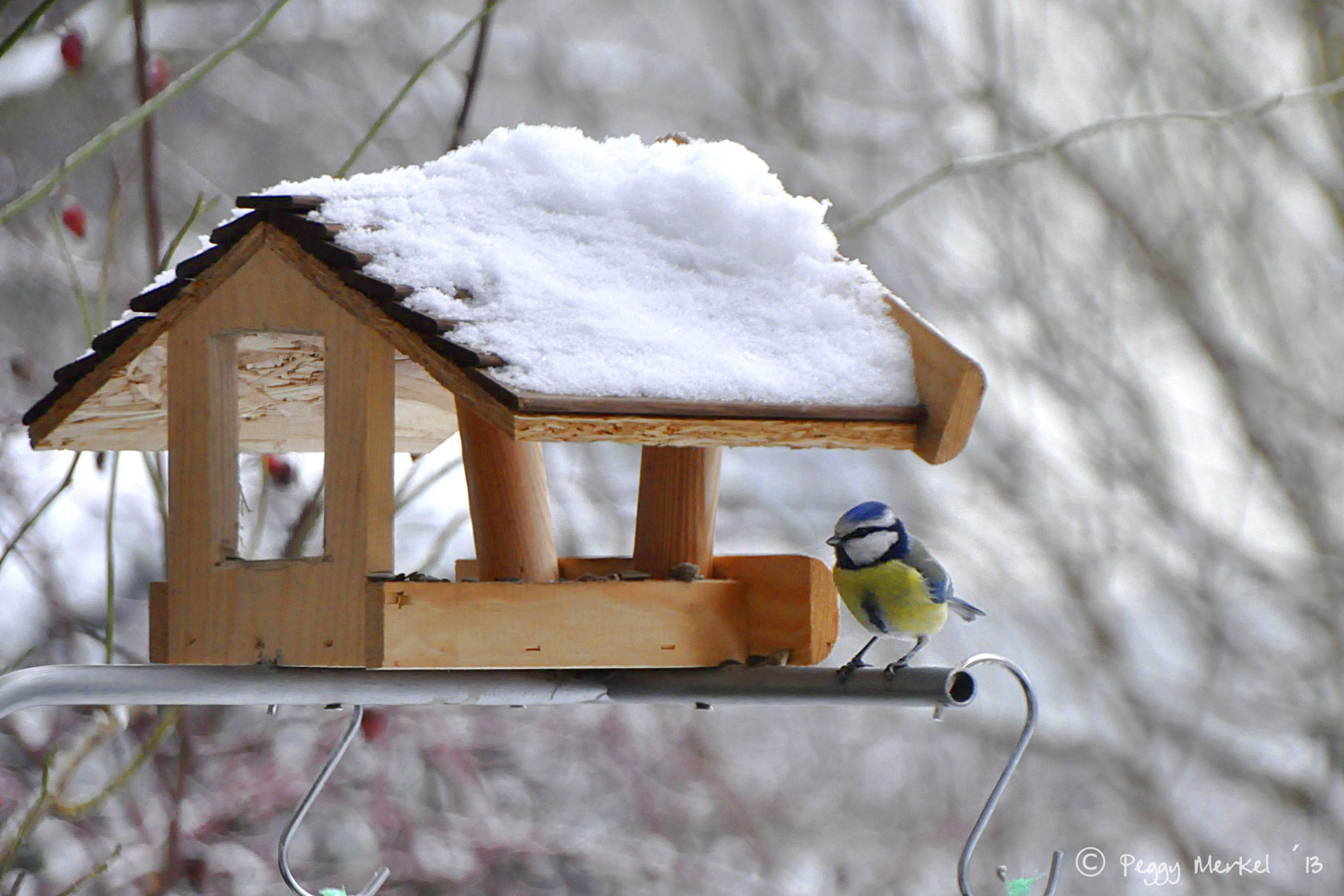 Blaumeise am Vogelhaus