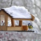 Blaumeise am Vogelhaus