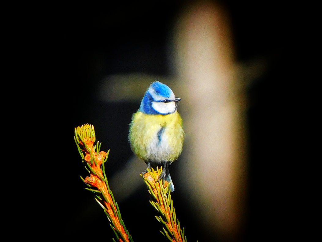 Blaumeise am Waldrand