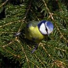 Blaumeise am Waldrand