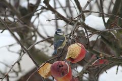 Blaumeise am Winterapfel