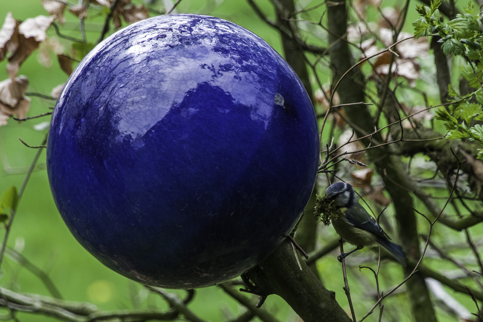 Blaumeise an blauer Nisthöhle