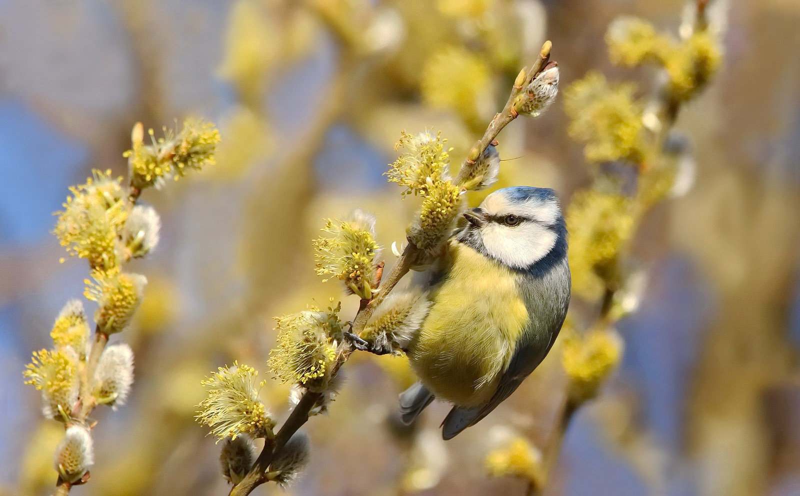 Blaumeise an blühenden Weidekätzchen