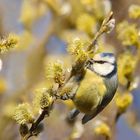 Blaumeise an blühenden Weidekätzchen