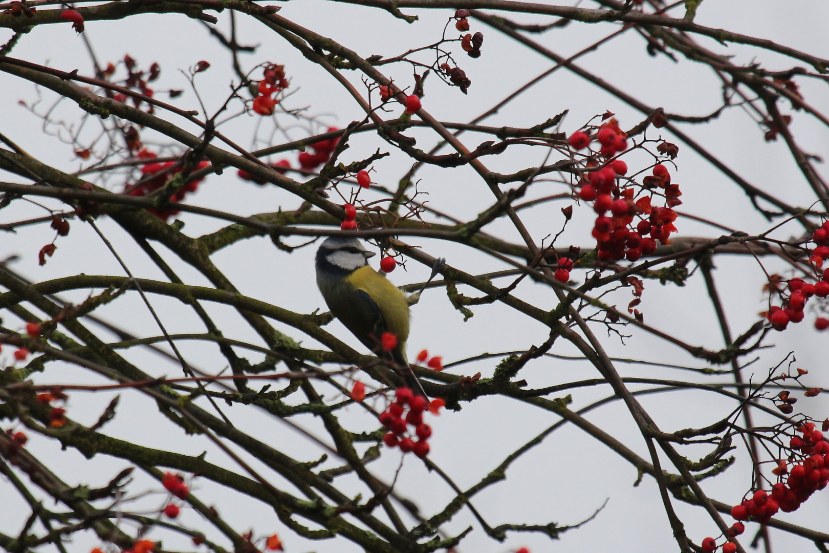 Blaumeise an den Beeren