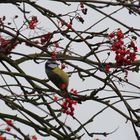 Blaumeise an den Beeren