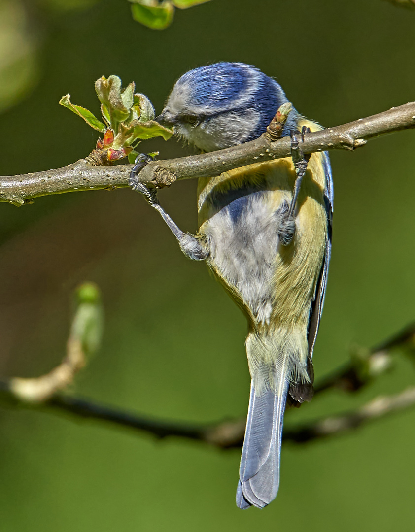  Blaumeise an der Apfelblüte 