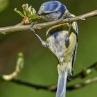  Blaumeise an der Apfelblüte 